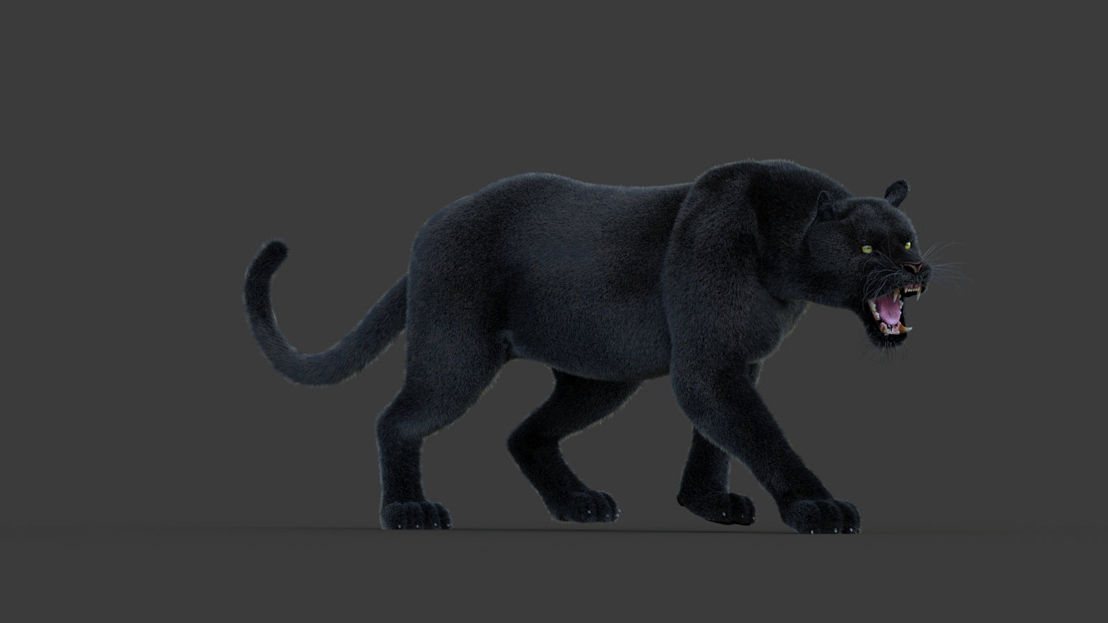 Animated Black Panther Animal 3D Model with Fur 360° view 1 frame 4