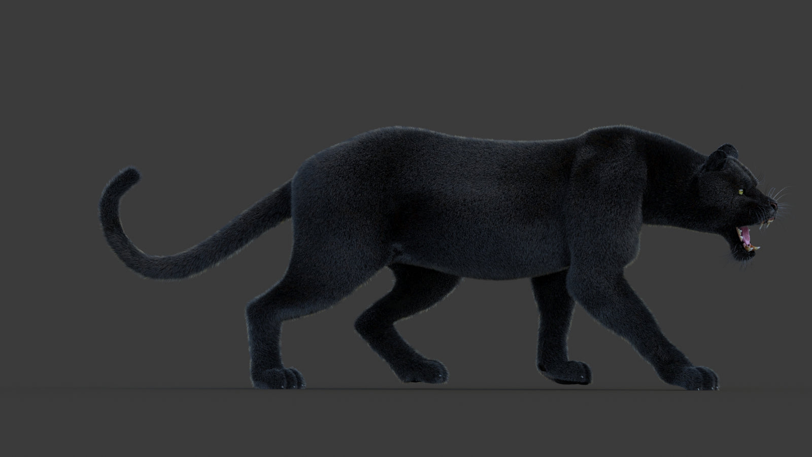 Animated Black Panther Animal 3D Model with Fur 360° view 1 frame 7