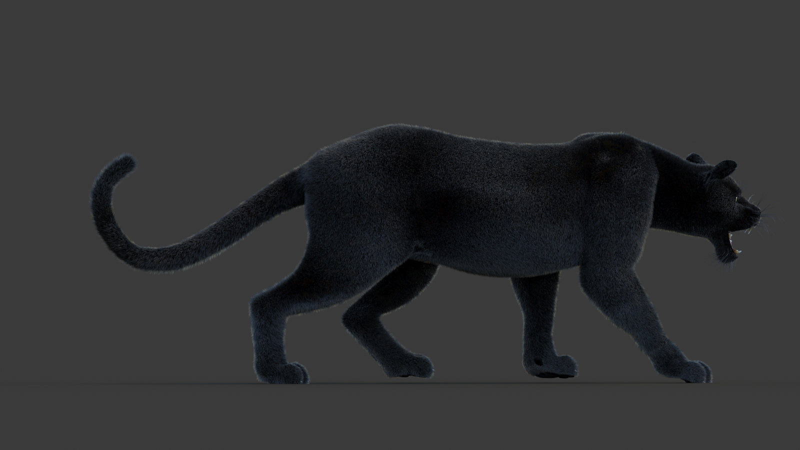 Animated Black Panther Animal 3D Model with Fur 360° view 1 frame 10