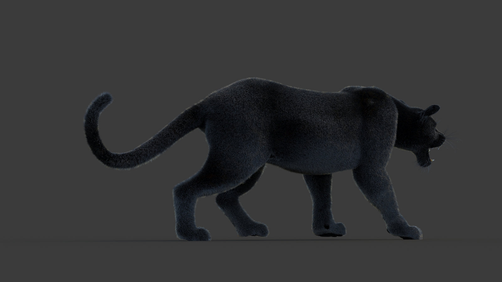 Animated Black Panther Animal 3D Model with Fur 360° view 1 frame 12