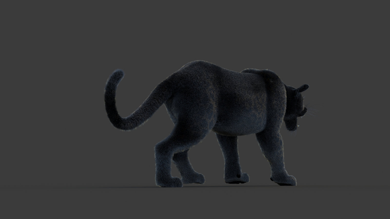Animated Black Panther Animal 3D Model with Fur 360° view 1 frame 14