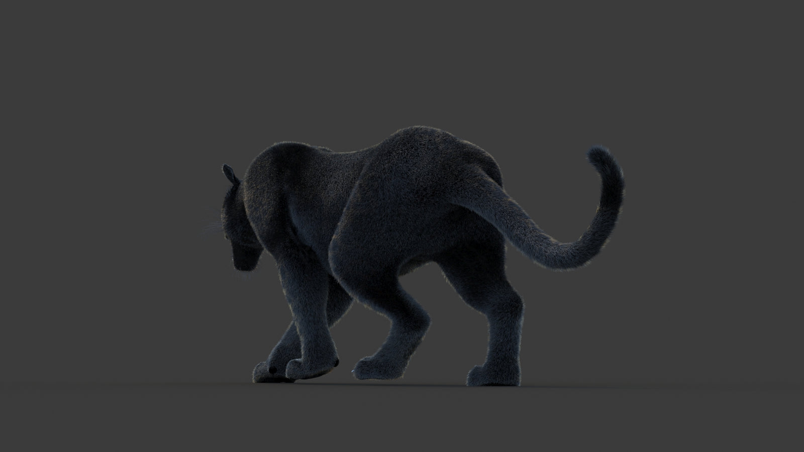 Animated Black Panther Animal 3D Model with Fur 360° view 1 frame 21
