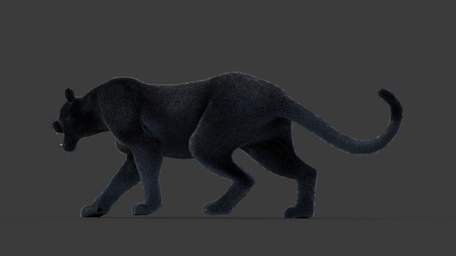 Animated Black Panther Animal 3D Model with Fur 360° view 1 frame 24
