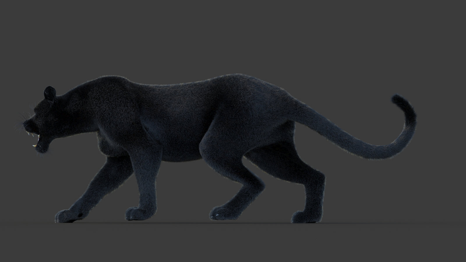 Animated Black Panther Animal 3D Model with Fur 360° view 1 frame 26