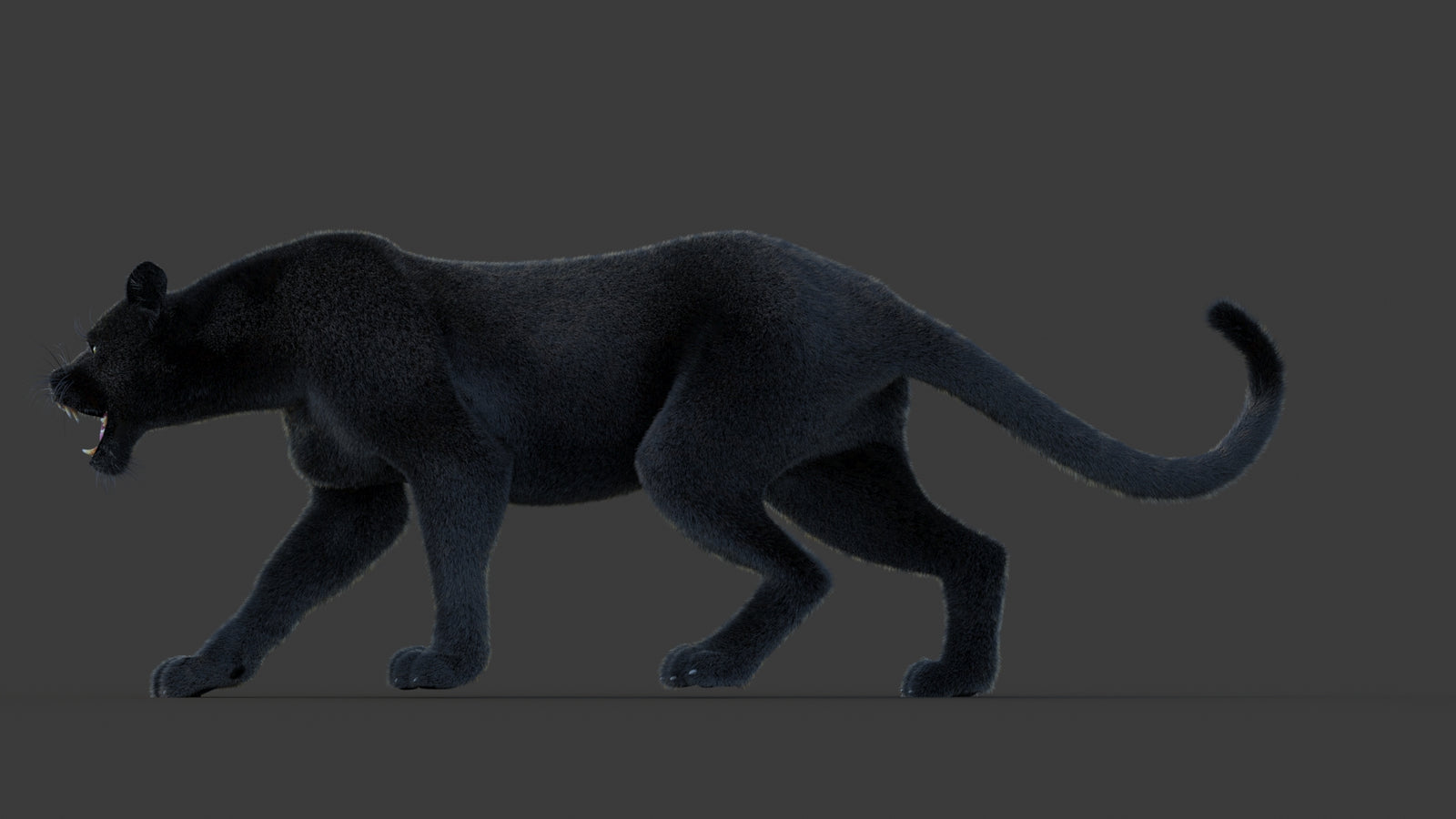 Animated Black Panther Animal 3D Model with Fur 360° view 1 frame 27
