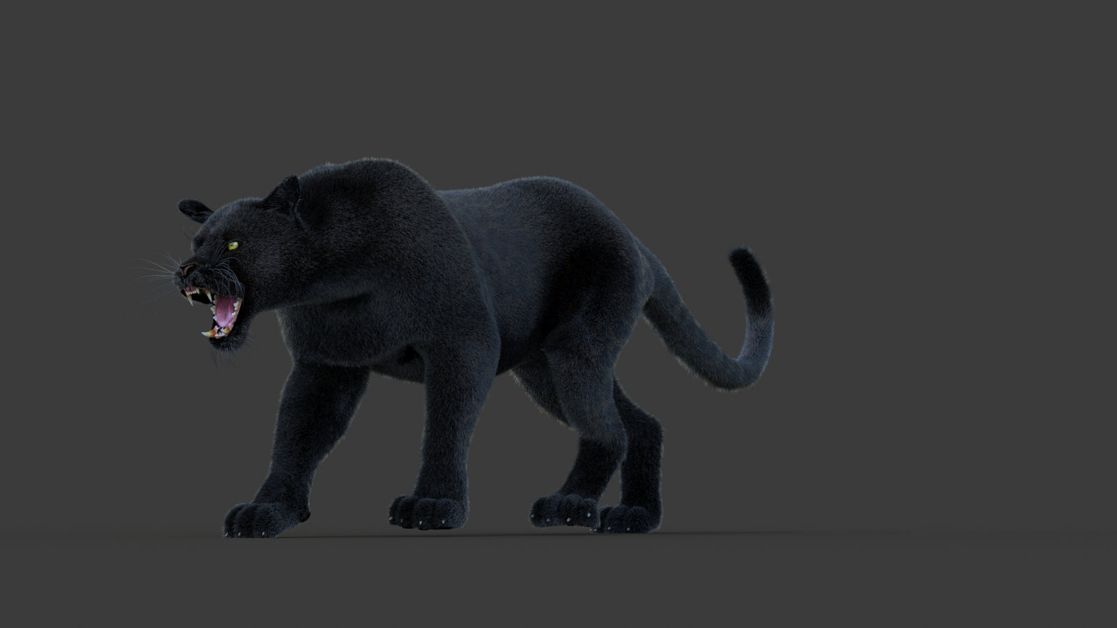 Animated Black Panther Animal 3D Model with Fur 360° view 1 frame 32