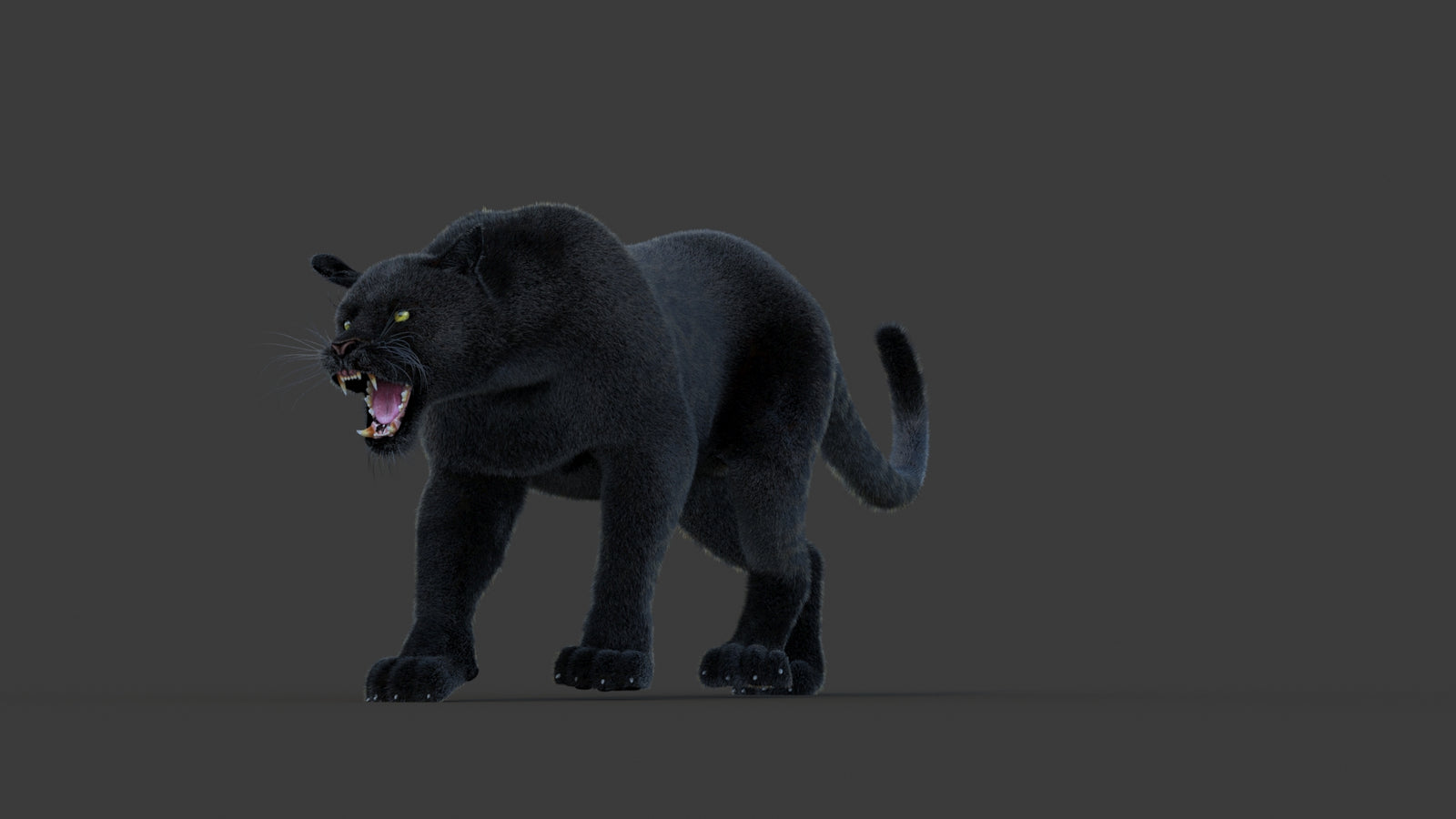 Animated Black Panther Animal 3D Model with Fur 360° view 1 frame 33
