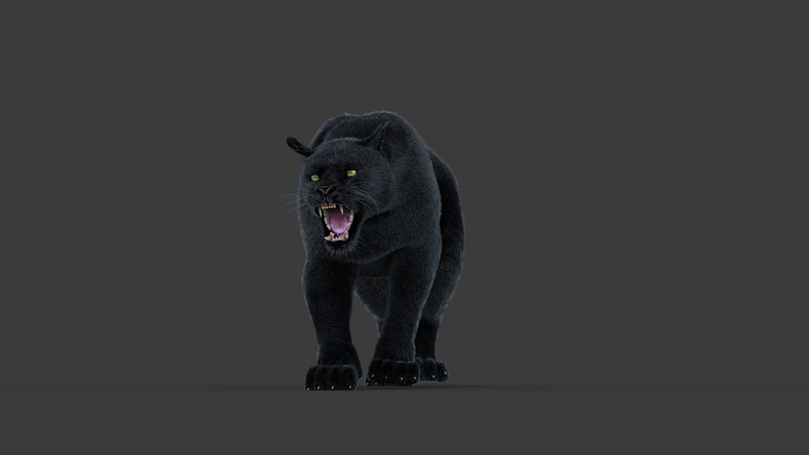 Animated Black Panther Animal 3D Model with Fur 360° view 1 frame 35