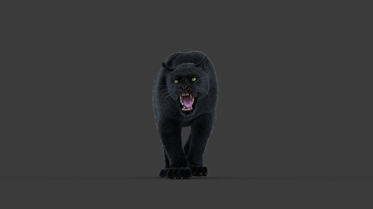 Animated Black Panther Animal 3D Model with Fur - 360 Degree View