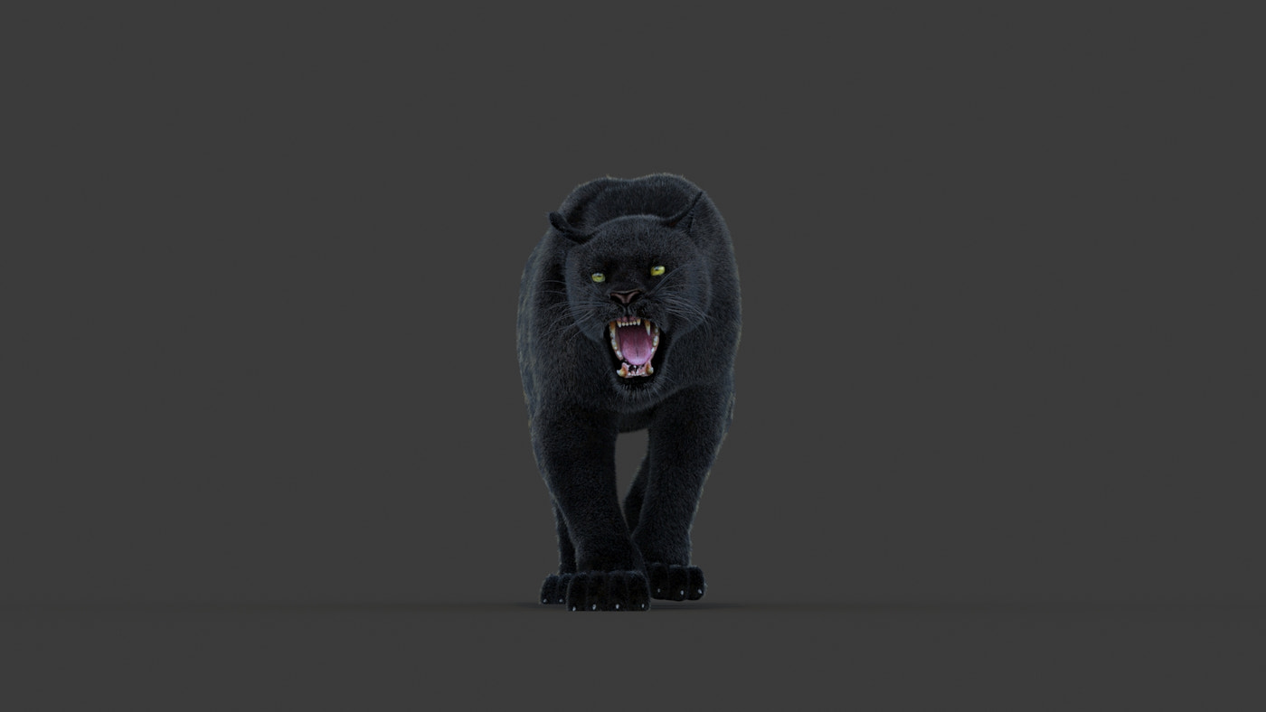 Animated Black Panther Animal 3D Model with Fur - 360 Degree View