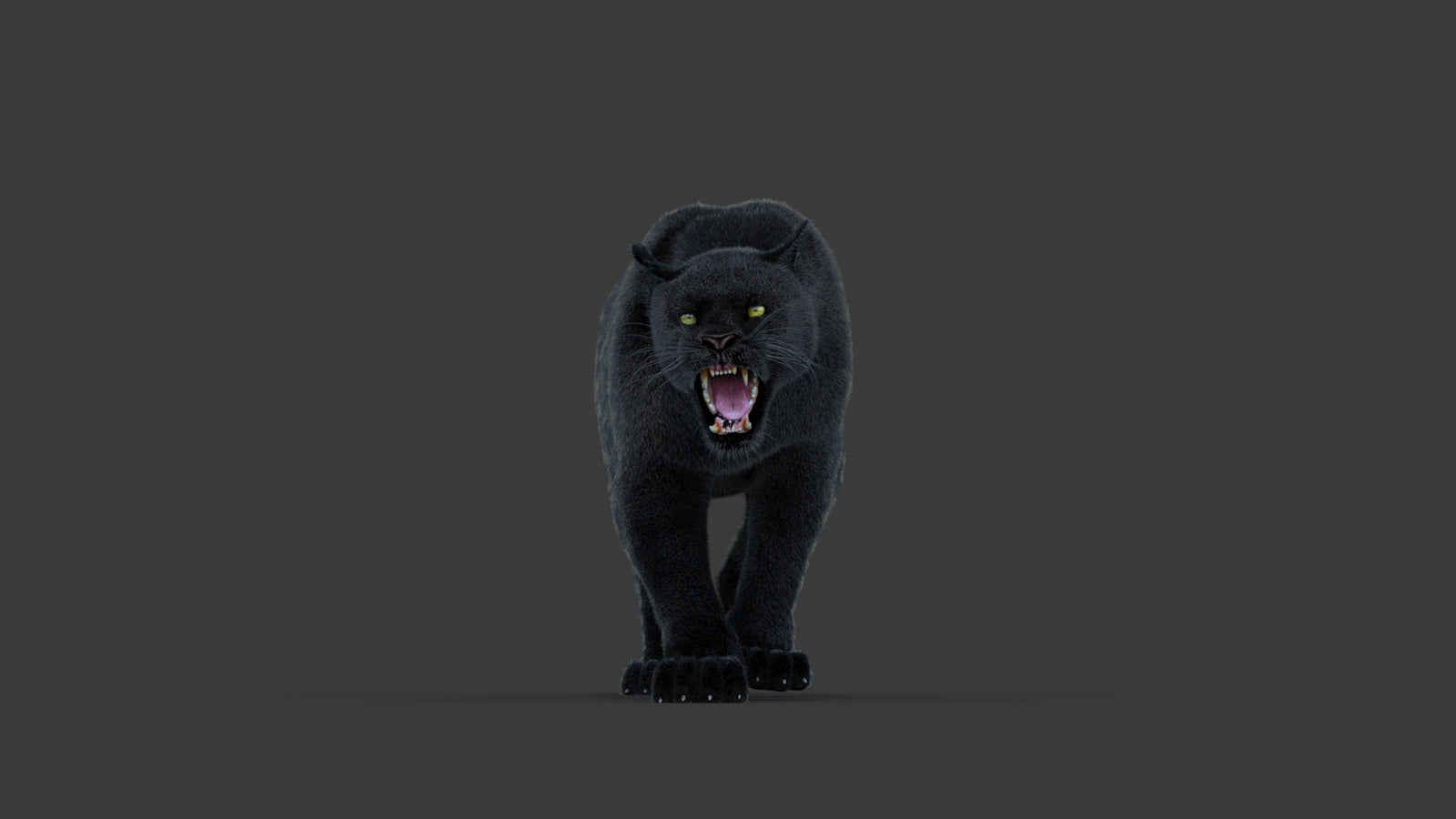 Animated Black Panther Animal 3D Model with Fur 360° view 1 frame 36