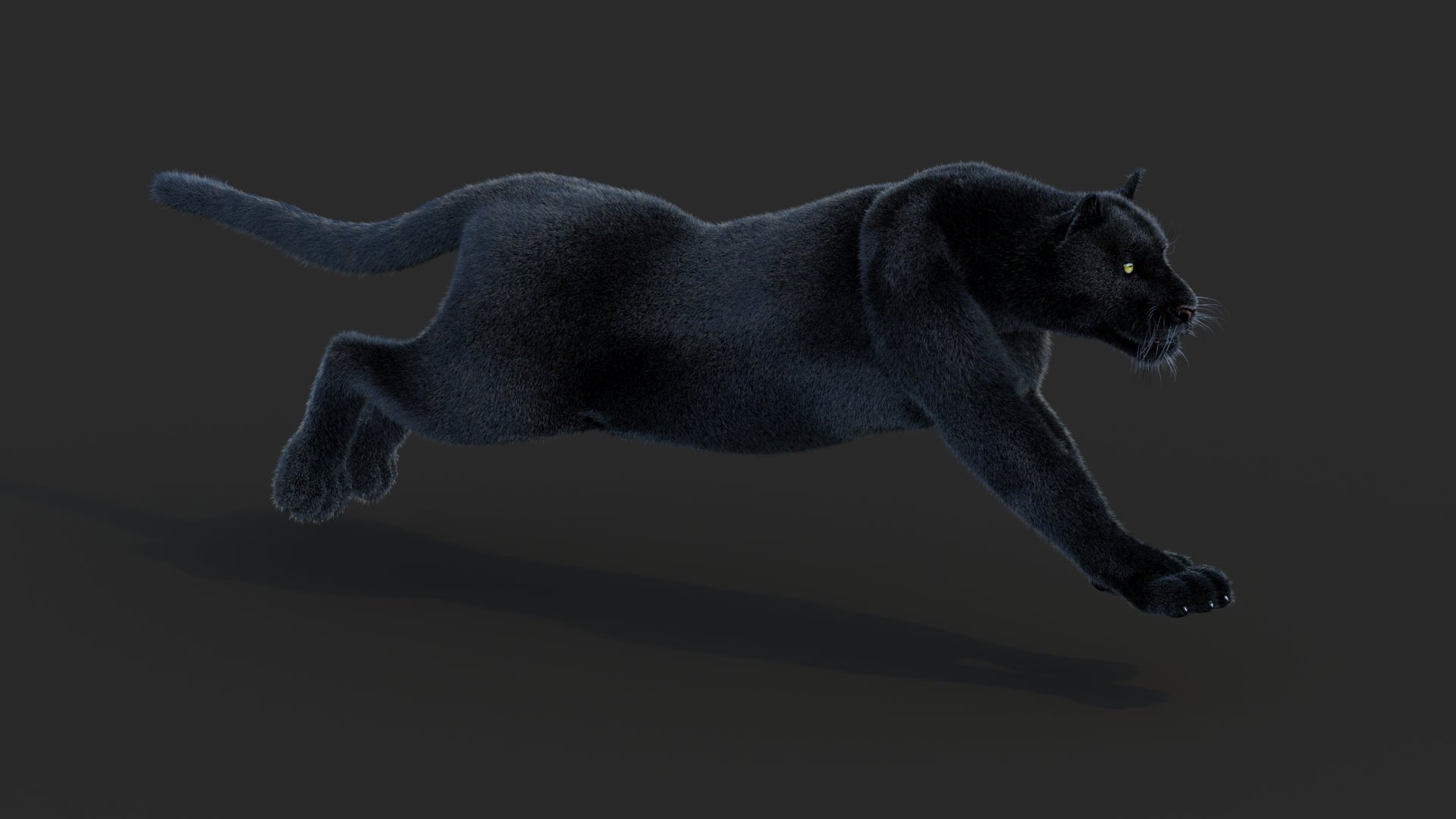 Animated Black Panther Animal 3D Model with Fur - 360 Degree View