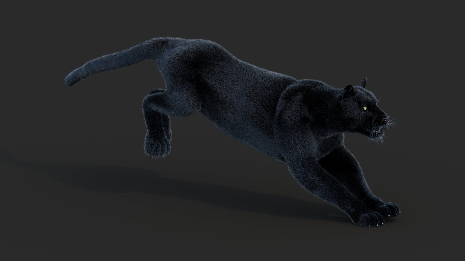 Animated Black Panther Animal 3D Model with Fur 360° view 3 frame 3