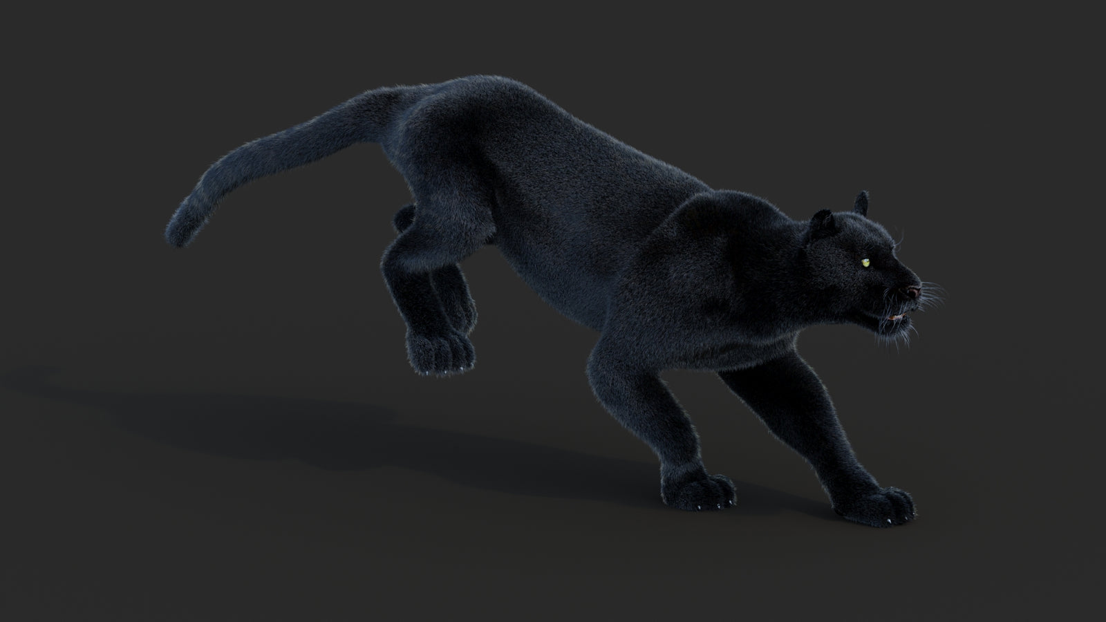 Animated Black Panther Animal 3D Model with Fur 360° view 3 frame 4
