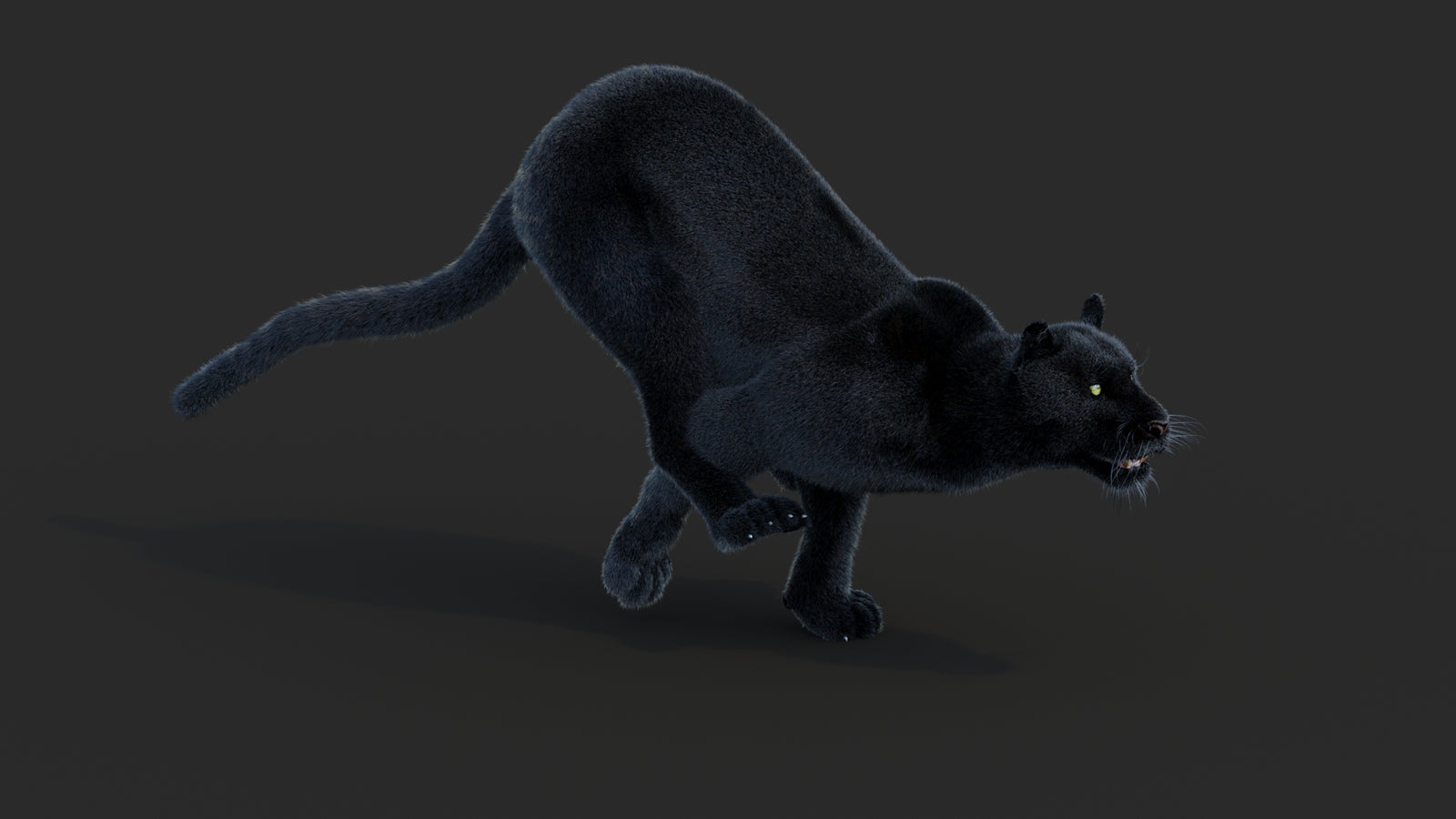 Animated Black Panther Animal 3D Model with Fur 360° view 3 frame 7