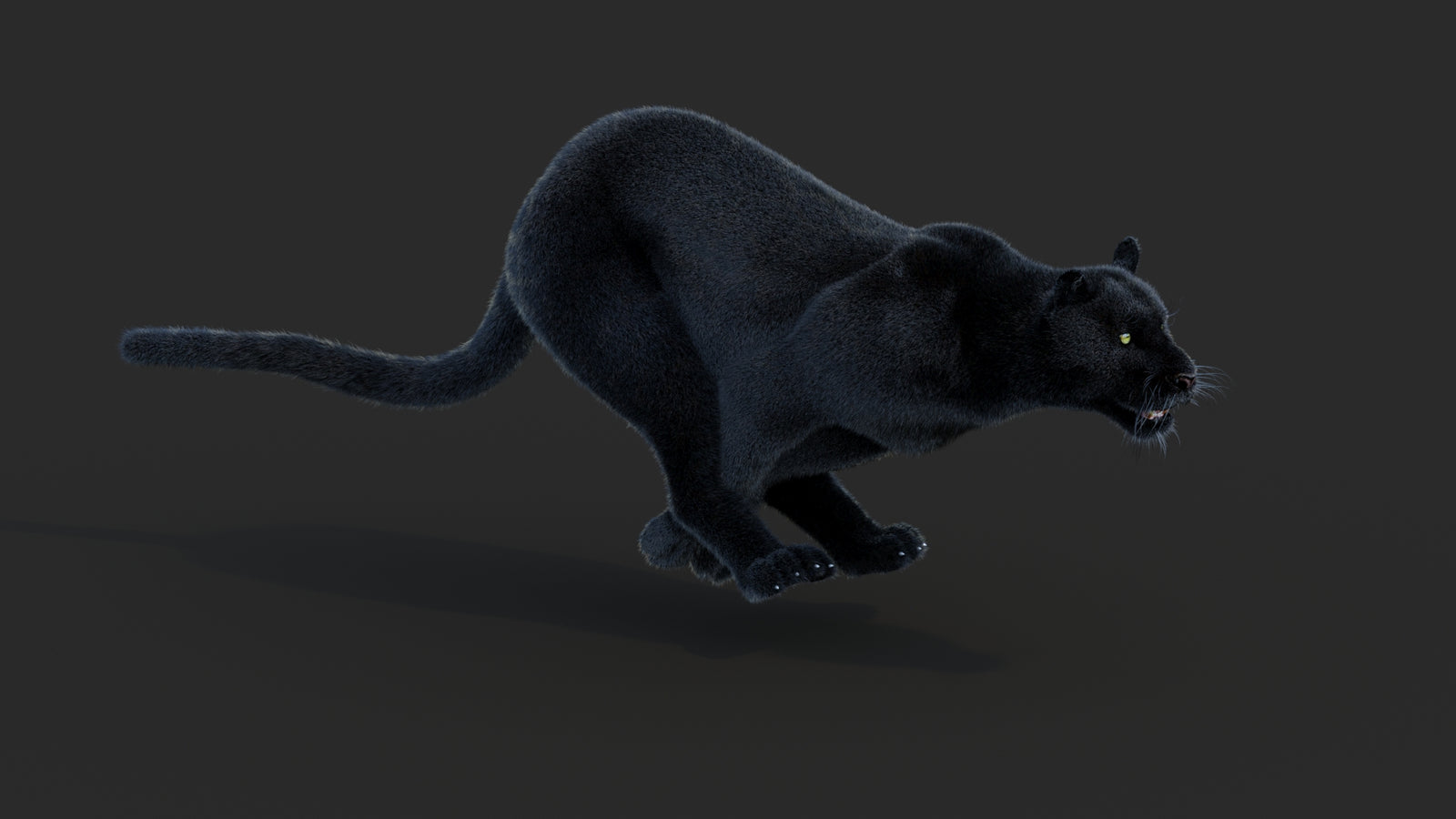 Animated Black Panther Animal 3D Model with Fur 360° view 3 frame 9