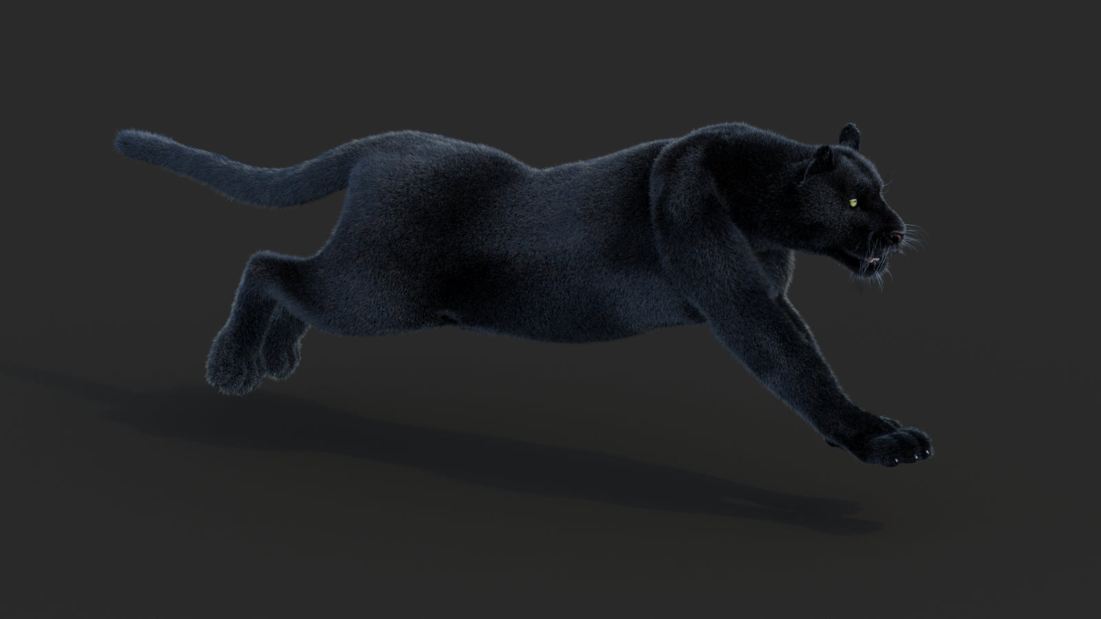 Animated Black Panther Animal 3D Model with Fur 360° view 3 frame 16