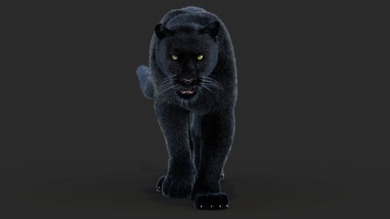 Animated Black Panther Animal 3D Model with Fur 360° view 4 frame 1