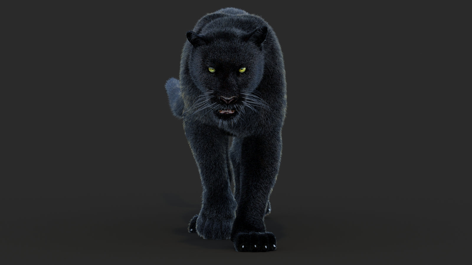 Animated Black Panther Animal 3D Model with Fur 360° view 4 frame 4