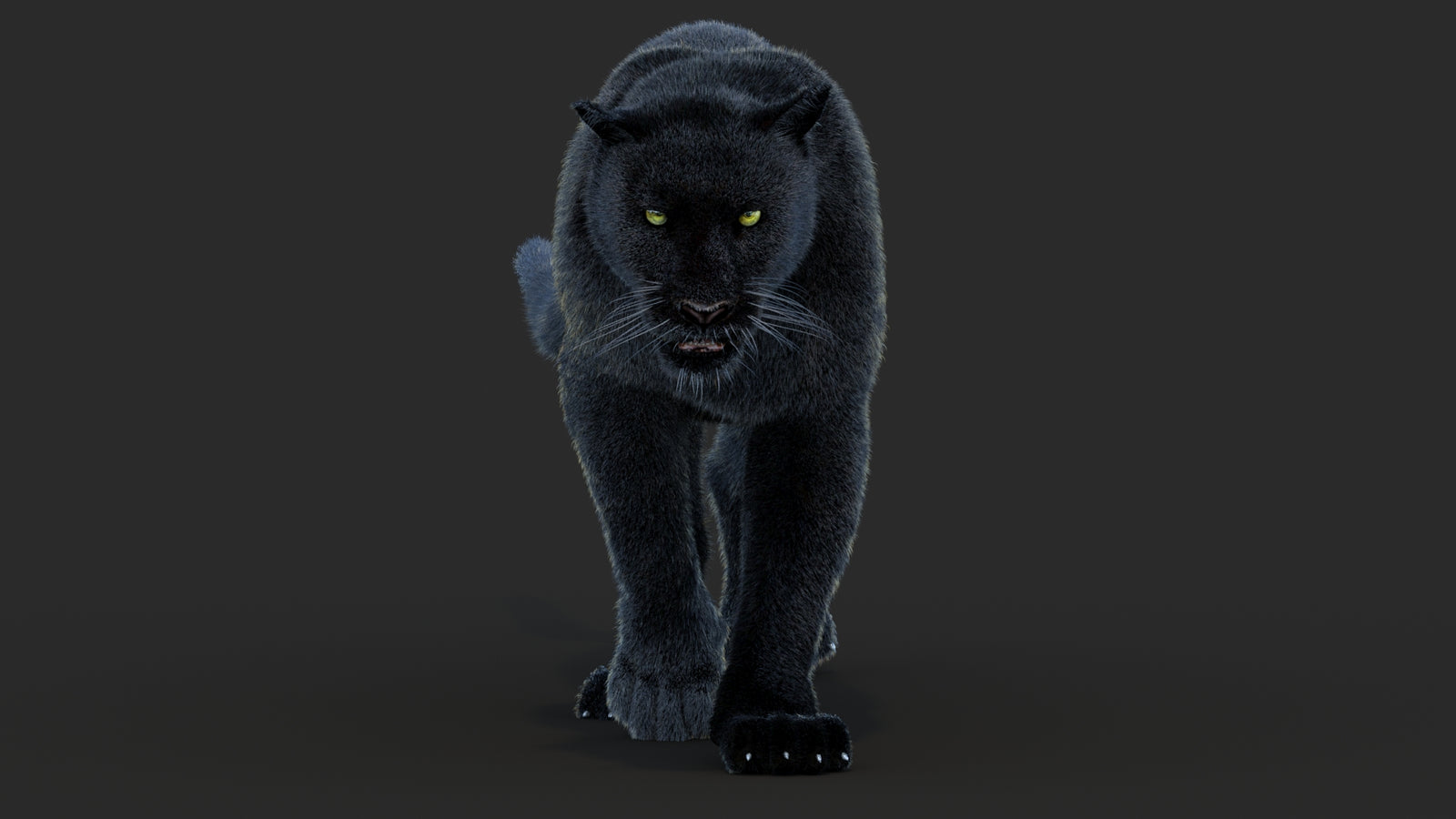 Animated Black Panther Animal 3D Model with Fur 360° view 4 frame 6