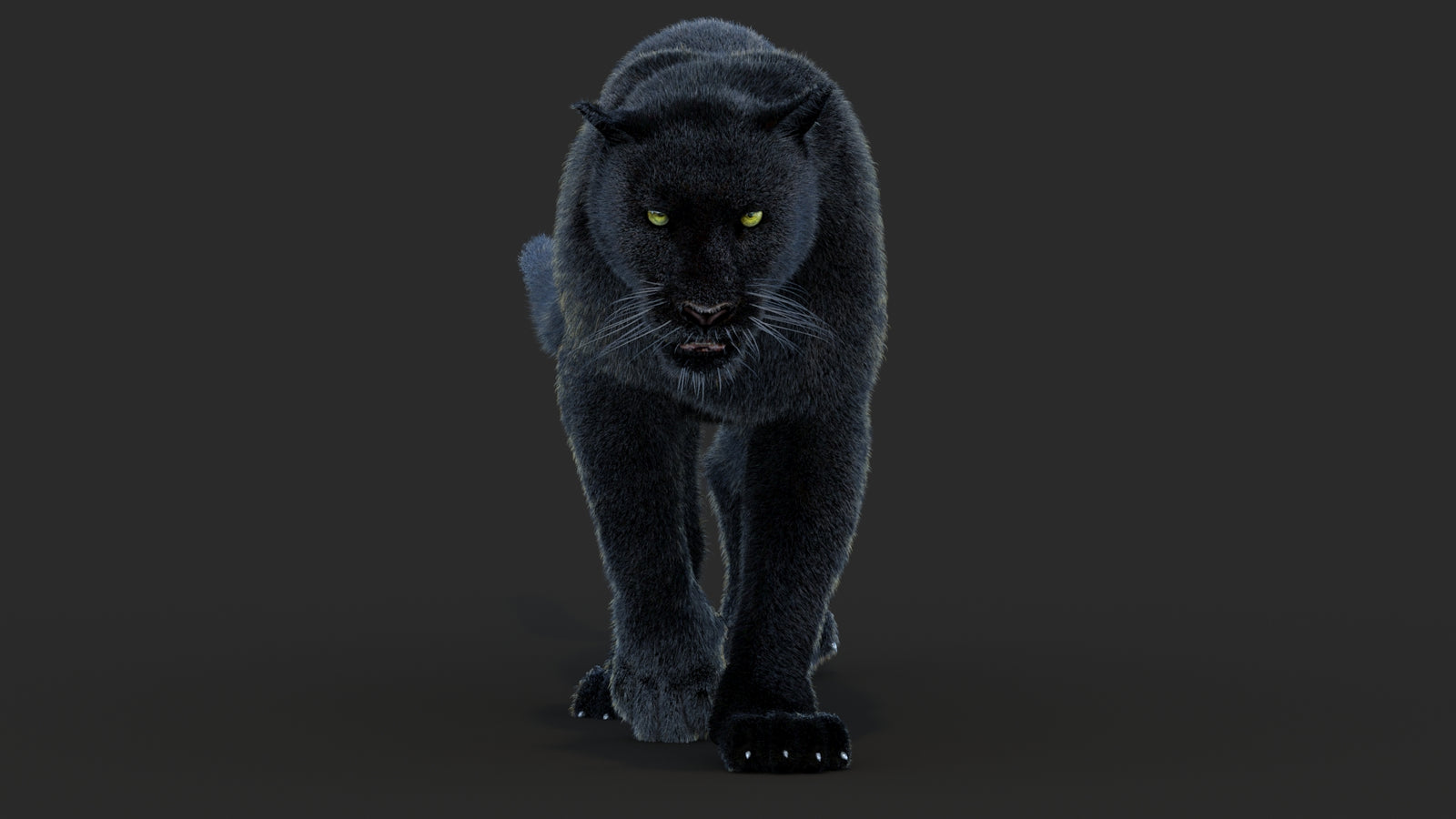Animated Black Panther Animal 3D Model with Fur 360° view 4 frame 7