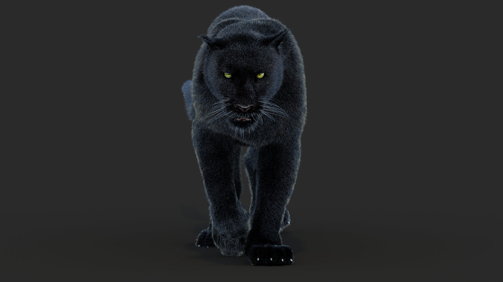 Animated Black Panther Animal 3D Model with Fur 360° view 4 frame 8