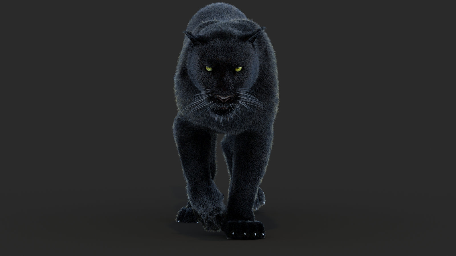 Animated Black Panther Animal 3D Model with Fur 360° view 4 frame 11