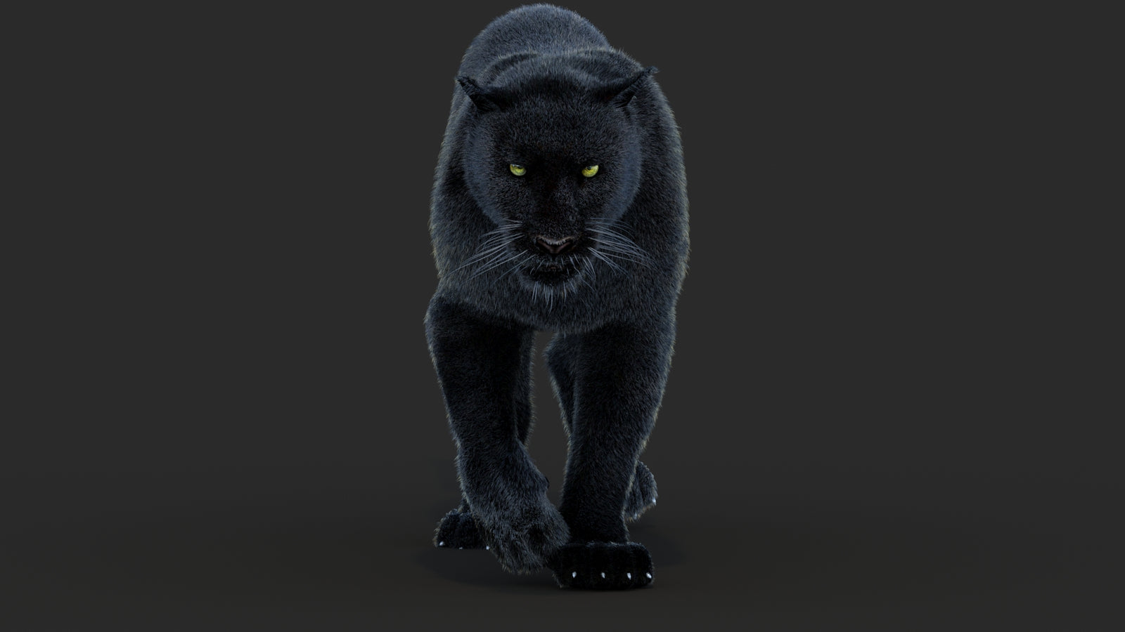Animated Black Panther Animal 3D Model with Fur 360° view 4 frame 12