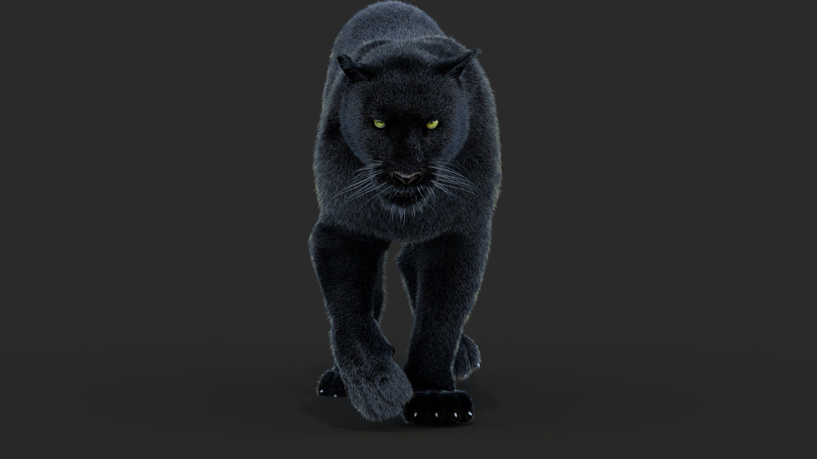 Animated Black Panther Animal 3D Model with Fur 360° view 4 frame 14