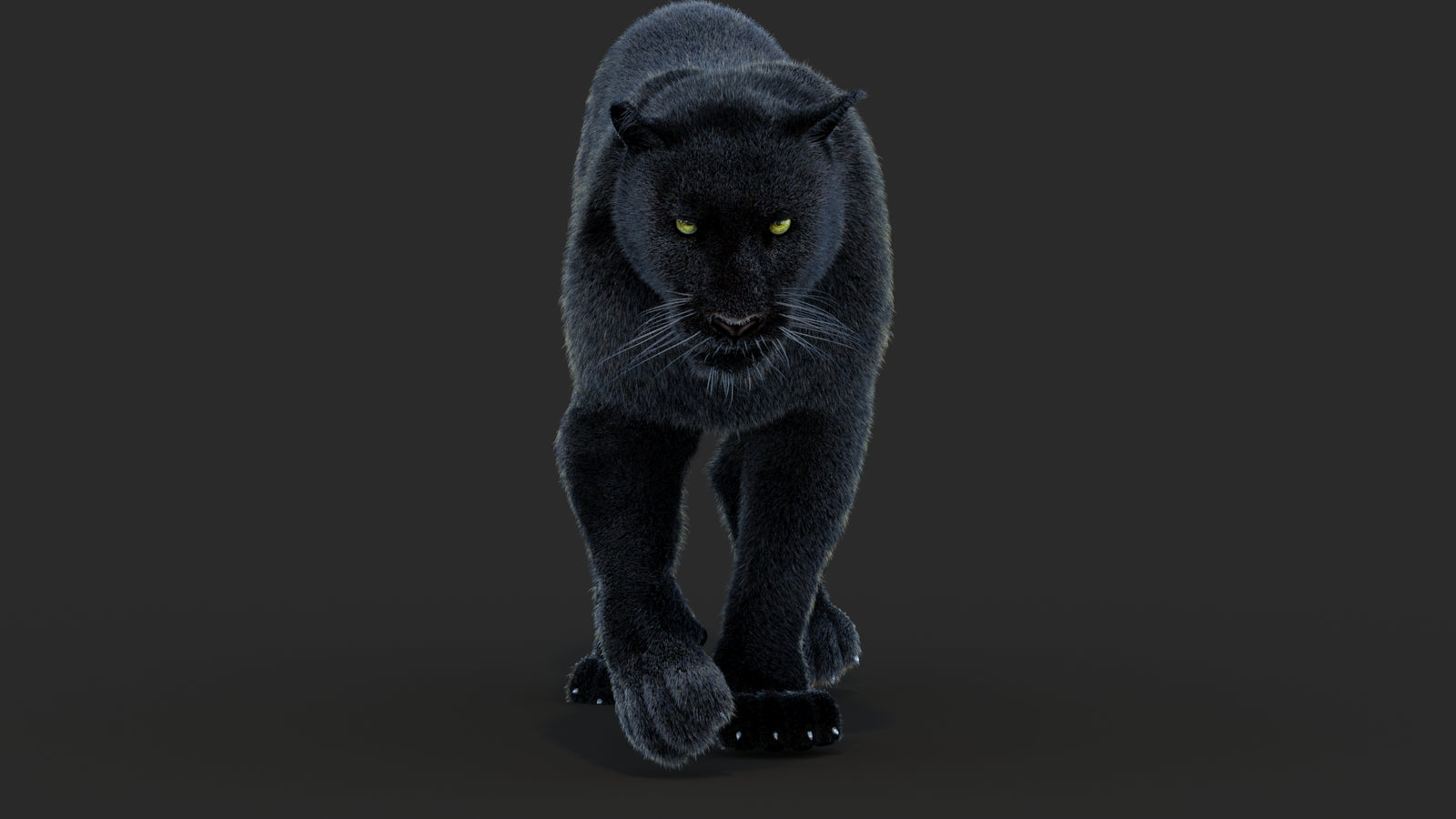 Animated Black Panther Animal 3D Model with Fur 360° view 4 frame 16