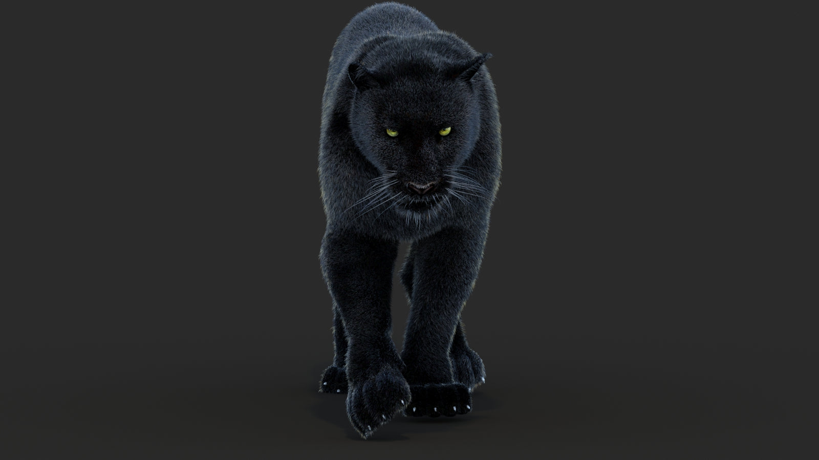 Animated Black Panther Animal 3D Model with Fur 360° view 4 frame 18