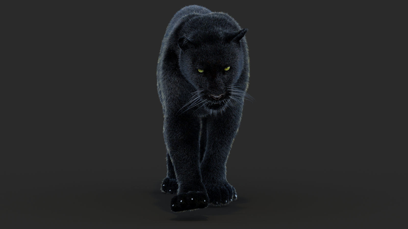 Animated Black Panther Animal 3D Model with Fur 360° view 4 frame 23