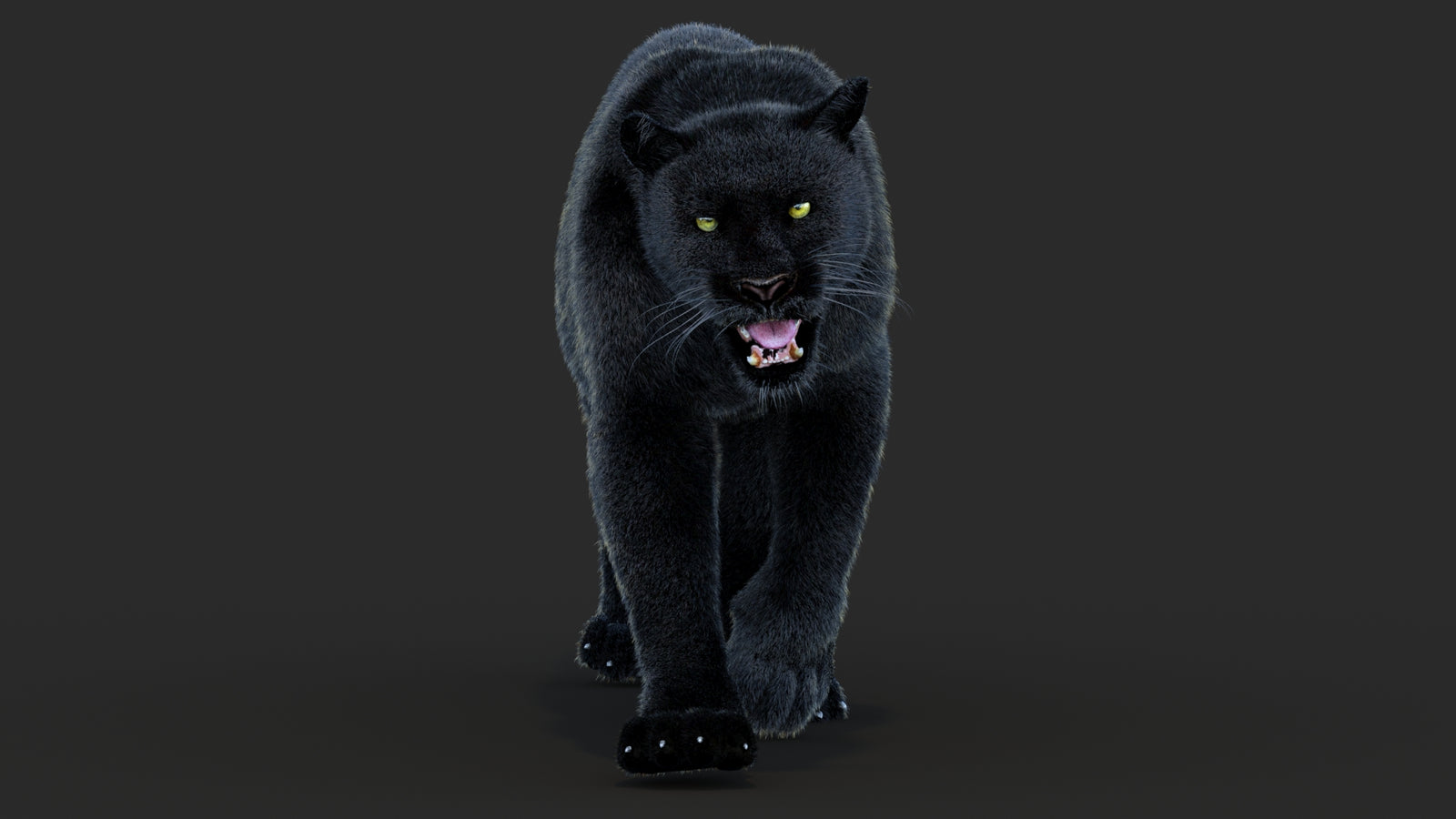 Animated Black Panther Animal 3D Model with Fur 360° view 4 frame 27