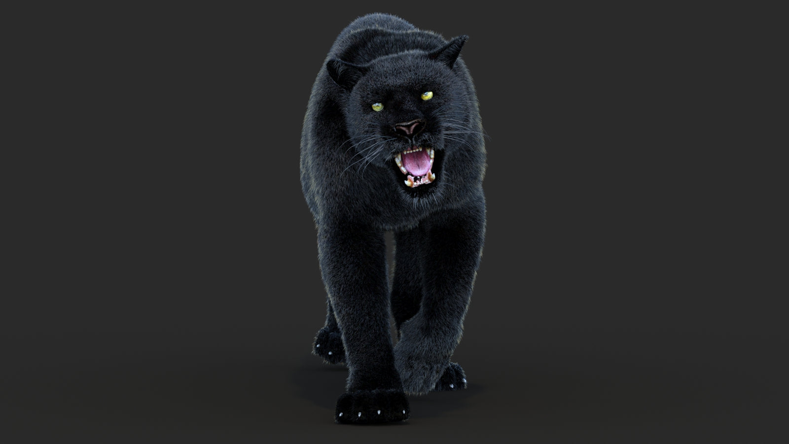 Animated Black Panther Animal 3D Model with Fur 360° view 4 frame 29