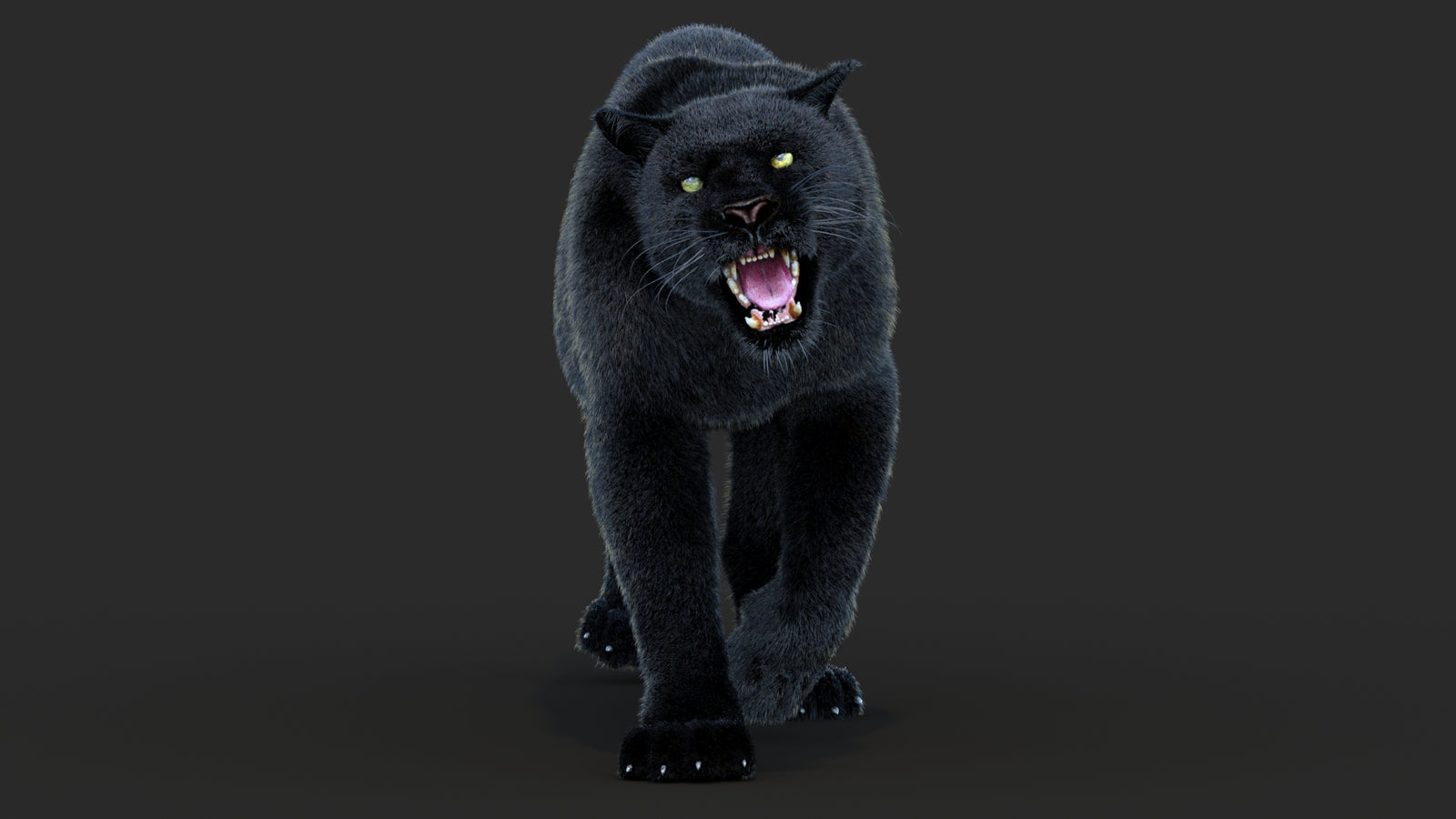Animated Black Panther Animal 3D Model with Fur 360° view 4 frame 30