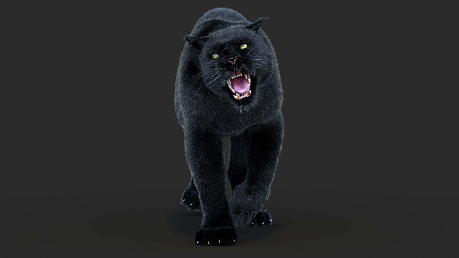 Animated Black Panther Animal 3D Model with Fur 360° view 4 frame 31
