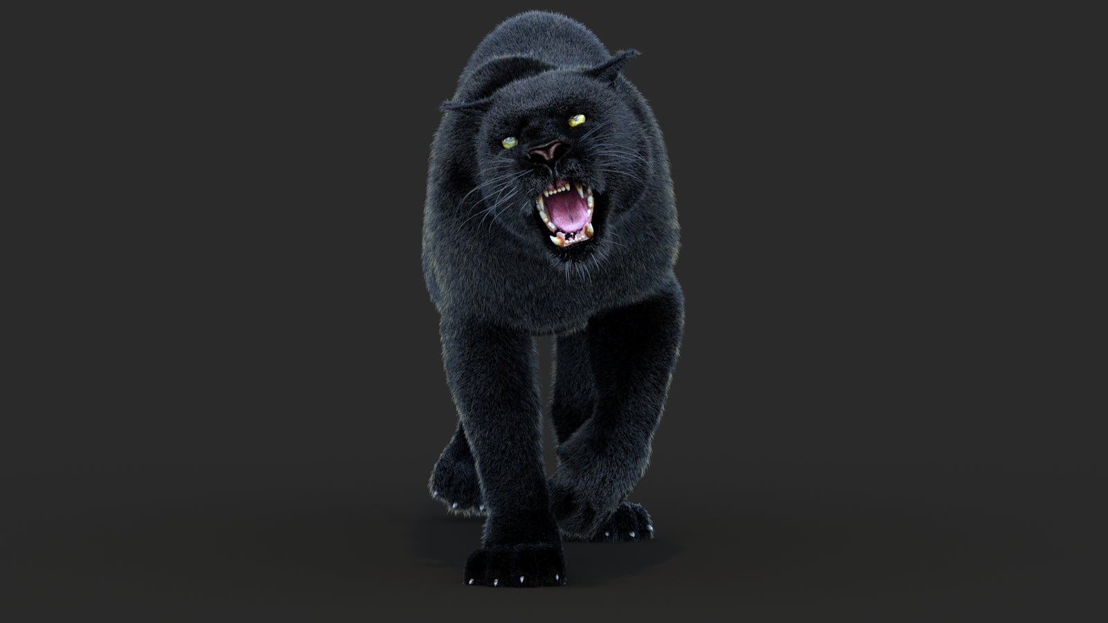 Animated Black Panther Animal 3D Model with Fur 360° view 4 frame 34