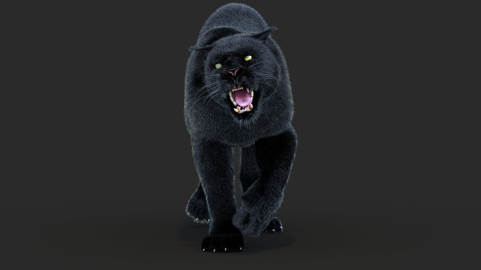 Animated Black Panther Animal 3D Model with Fur 360° view 4 frame 36