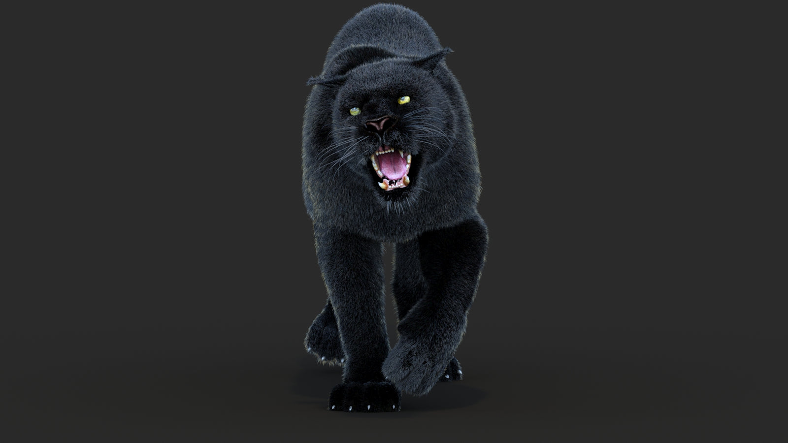 Animated Black Panther Animal 3D Model with Fur 360° view 4 frame 37