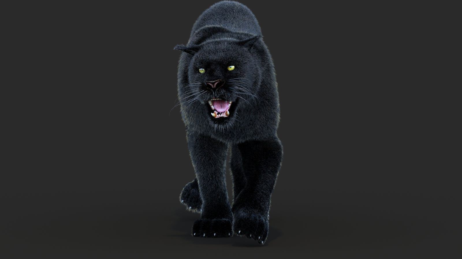 Animated Black Panther Animal 3D Model with Fur 360° view 4 frame 41
