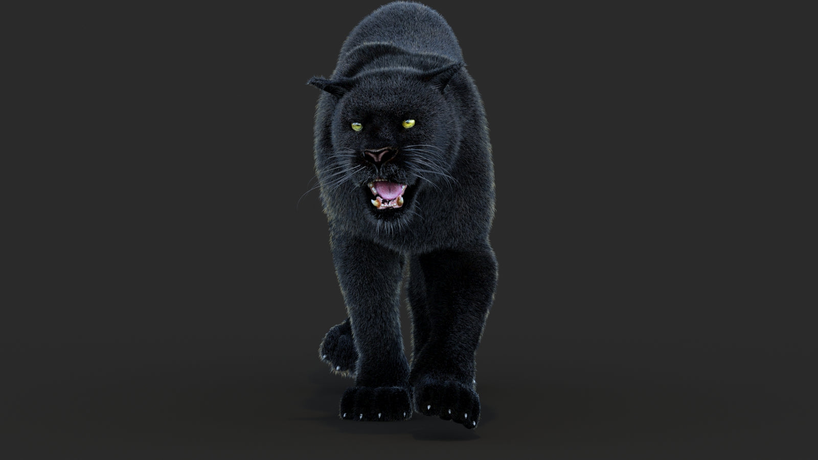 Animated Black Panther Animal 3D Model with Fur 360° view 4 frame 42