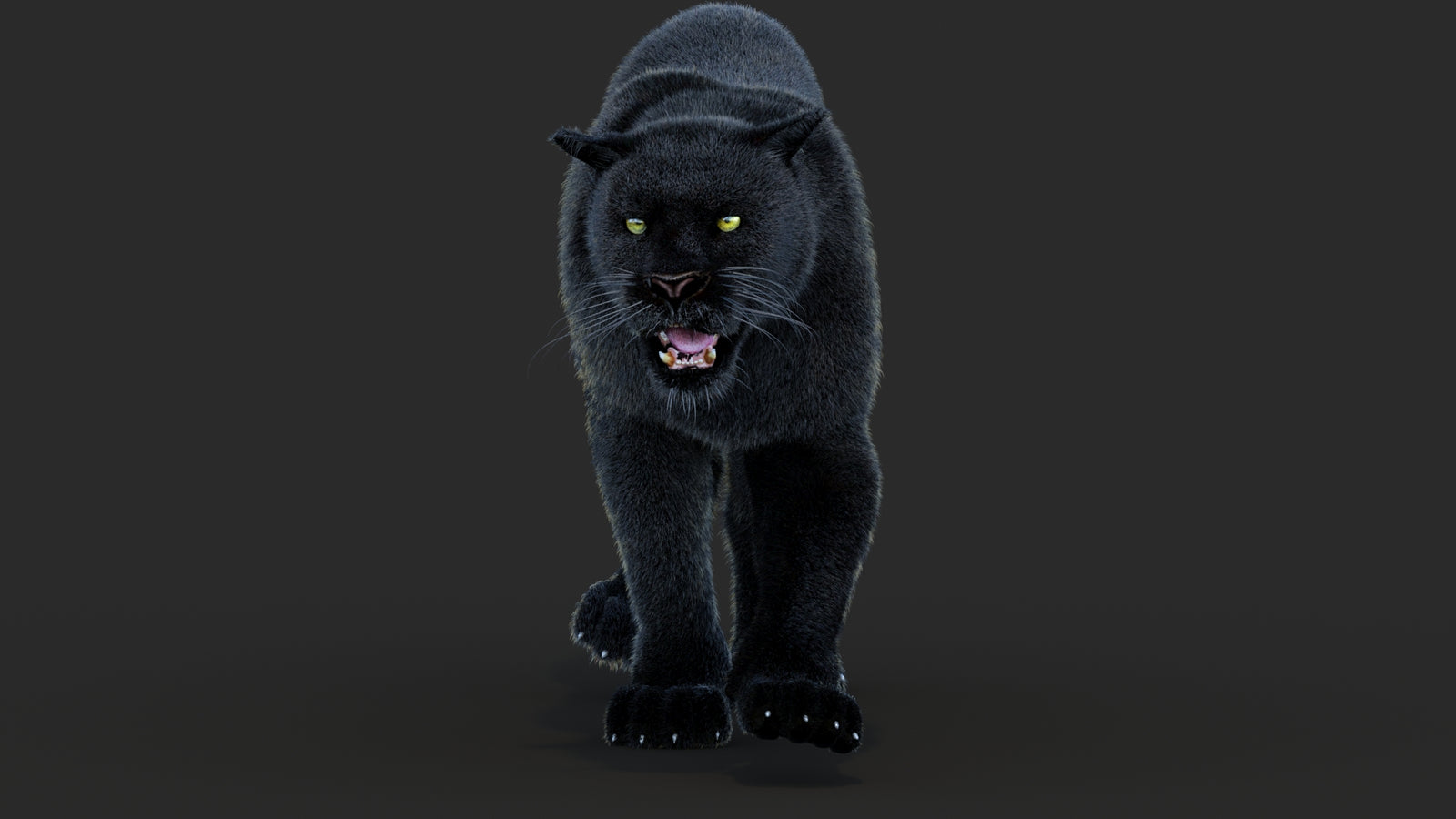 Animated Black Panther Animal 3D Model with Fur 360° view 4 frame 43