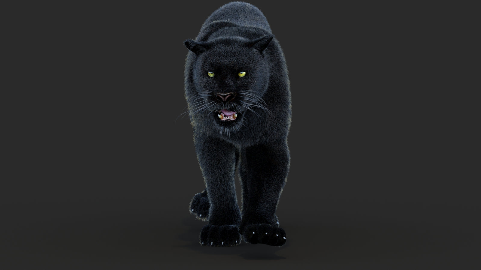 Animated Black Panther Animal 3D Model with Fur 360° view 4 frame 44