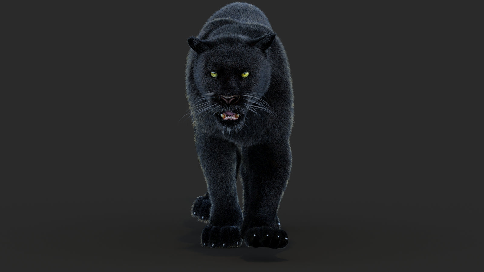Animated Black Panther Animal 3D Model with Fur 360° view 4 frame 45