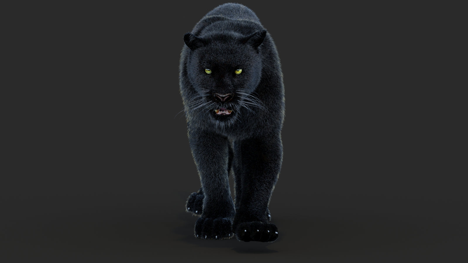 Animated Black Panther Animal 3D Model with Fur 360° view 4 frame 46
