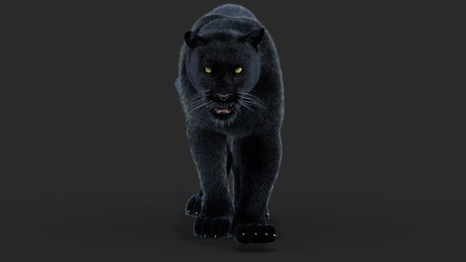Animated Black Panther Animal 3D Model with Fur 360° view 4 frame 47