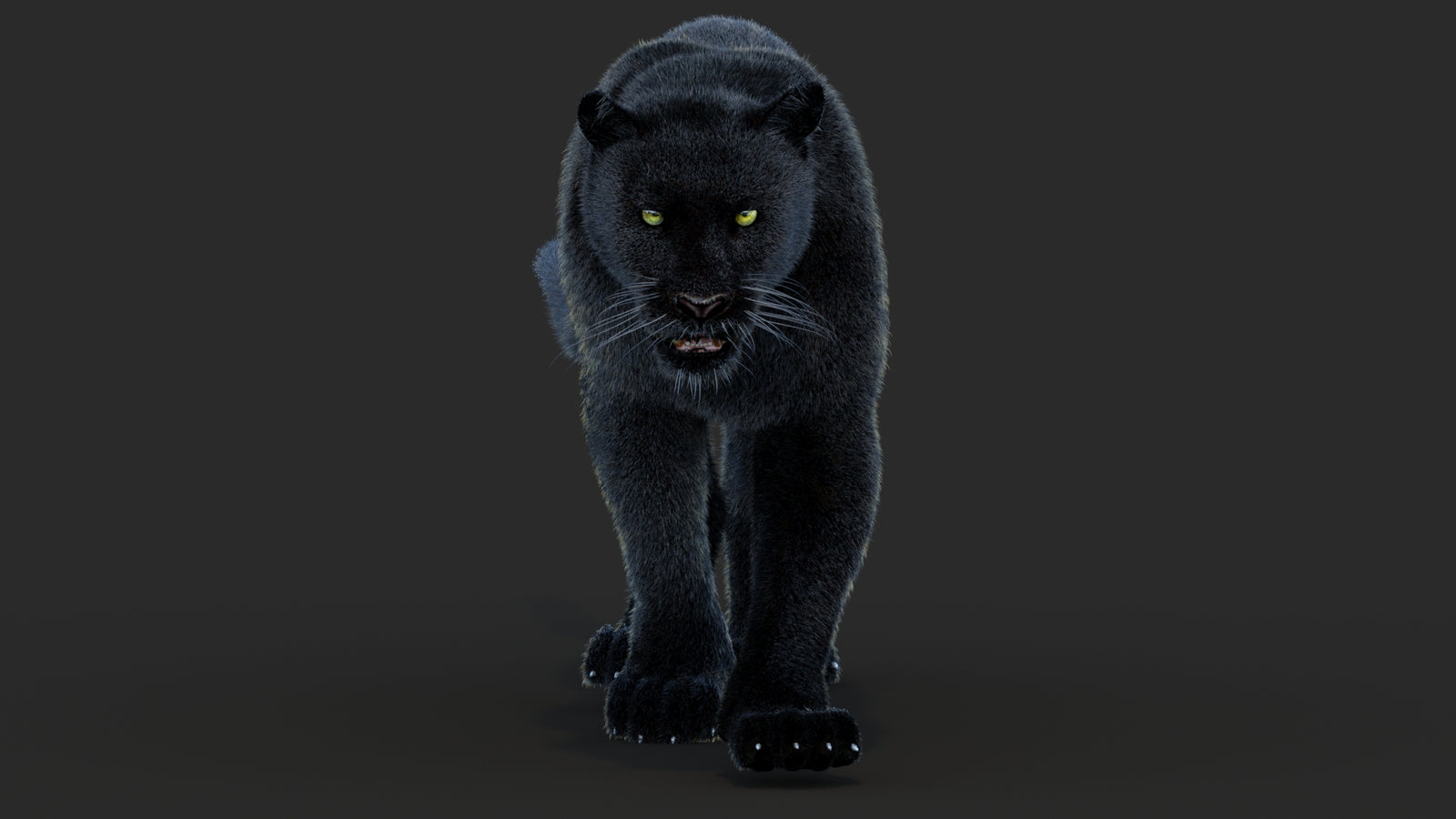 Animated Black Panther Animal 3D Model with Fur 360° view 4 frame 48