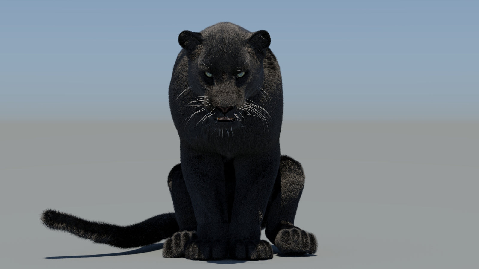 Animated Black Panther 3D Model Fur 360° view 6 frame 29