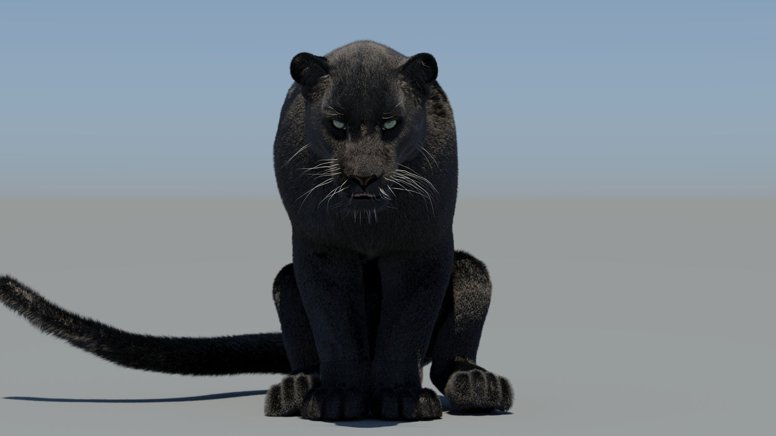 Animated Black Panther 3D Model Fur 360° view 6 frame 31