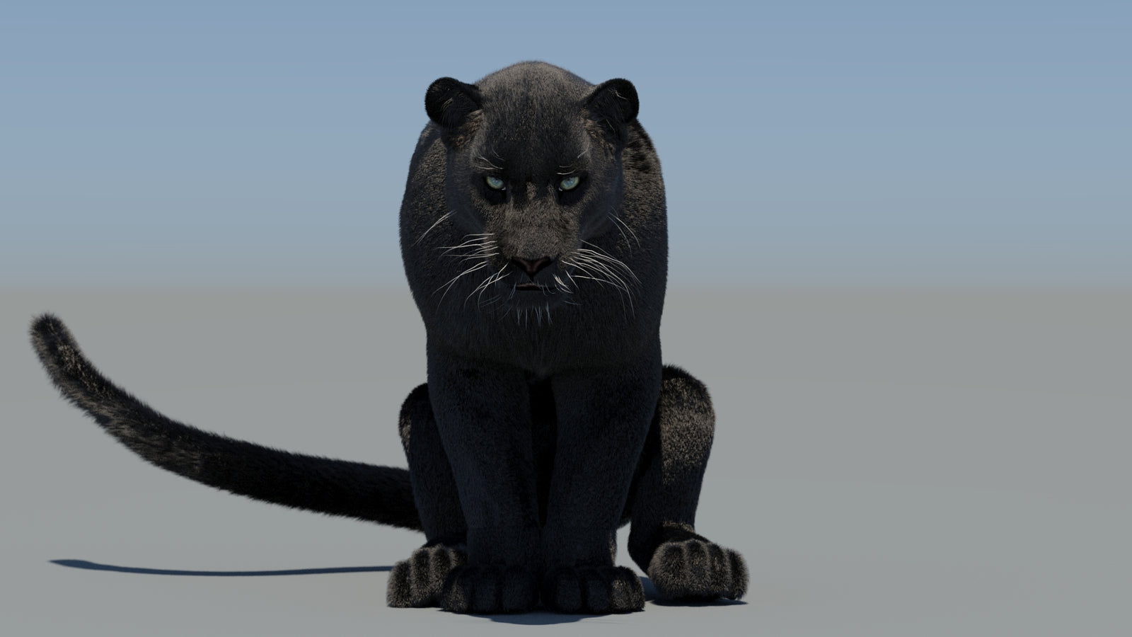 Animated Black Panther 3D Model Fur 360° view 6 frame 32